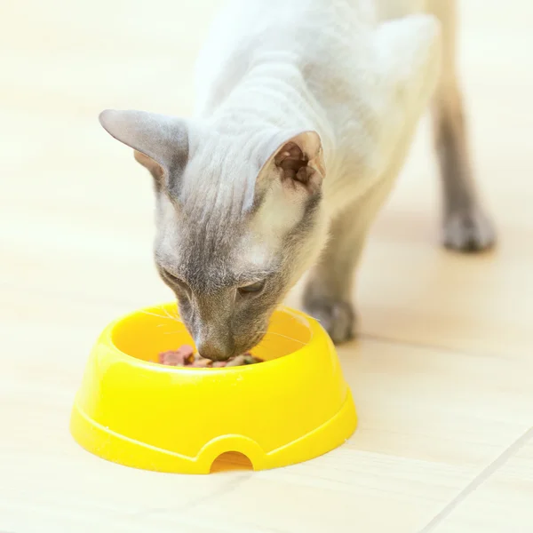 Comer gato sin pelo —  Fotos de Stock