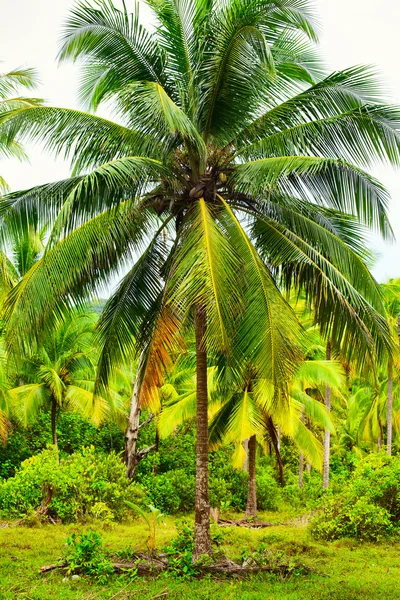 Giungla tropicale — Foto Stock