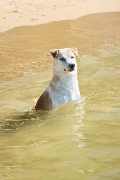 Labrador Sentado no Mar — Fotografia de Stock