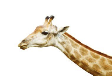 Giraffe Head clipart