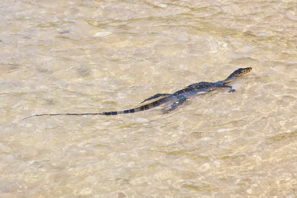 stock image Wild young water monitor