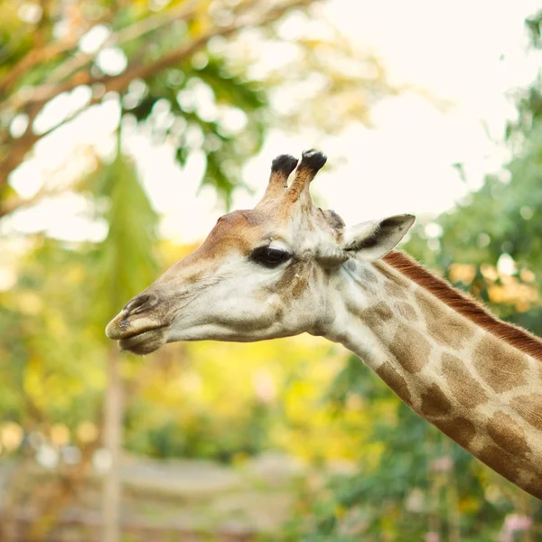 stock image Giraffe Head