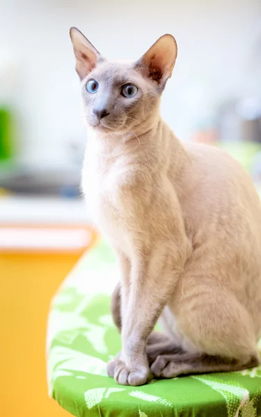 Haarlose Katze — Stockfoto