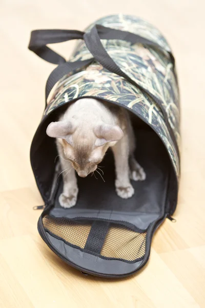Hairless Cat in Carrier — Stock Photo, Image