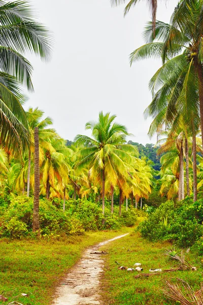 Дорога в джунглях — стоковое фото