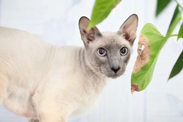Bezvlasý kočka — Stock fotografie