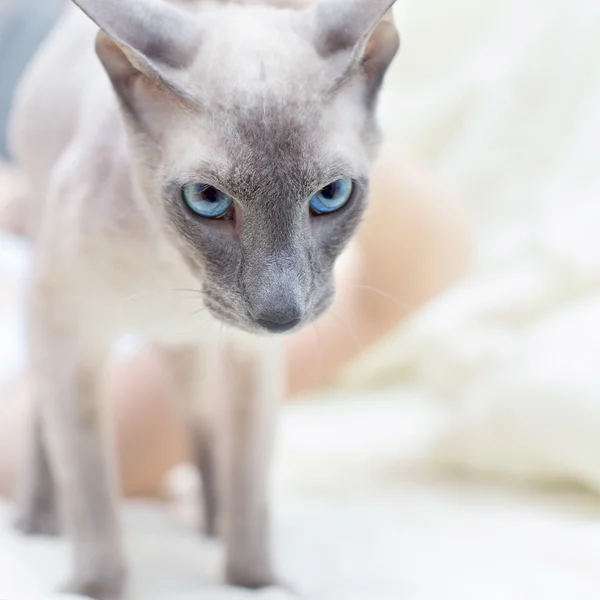 Bezvlasý kočka — Stock fotografie