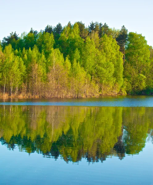 Wald an einem See — Stockfoto