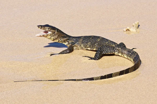 stock image Wild young water monitor