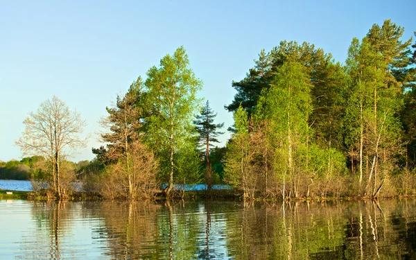 Лес на озере — стоковое фото