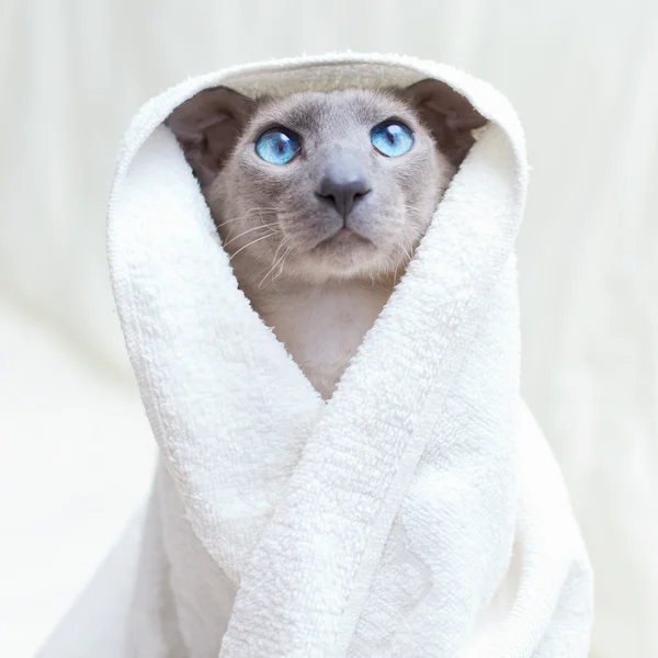 Άτριχη γάτα σε πετσέτα Royalty Free Φωτογραφίες Αρχείου