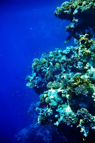 Peces de coral en agua azul . — Foto de Stock