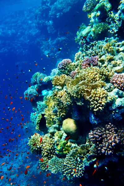 Gruppe von Korallenfischwasser. — Stockfoto
