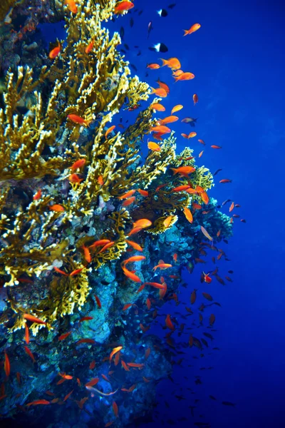 Pesce corallo acqua blu . — Foto Stock