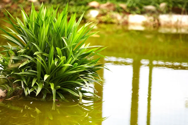 Зеленый куст на болоте в воде . — стоковое фото