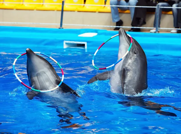 Coppia di delfini in acqua blu . — Foto Stock