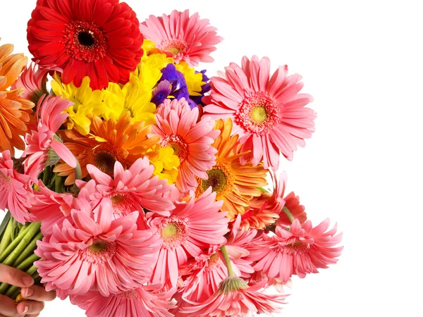Skupina gerbera květu — Stock fotografie