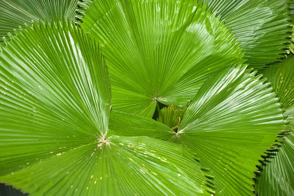 熱帯の葉 — ストック写真