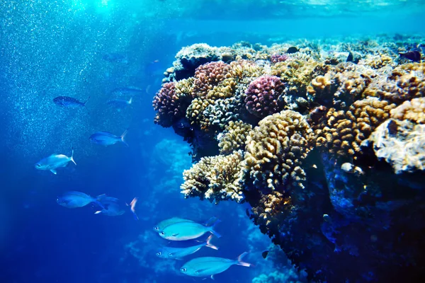 Gruppe von Korallenfischen blaues Wasser — Stockfoto