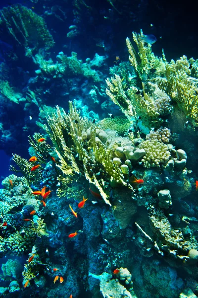 Groupe d'eau de poissons coralliens . — Photo