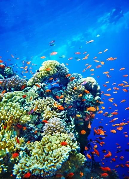 Gruppo di acqua di pesce corallo . — Foto Stock