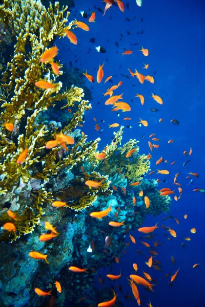 サンゴ礁の魚の水のグループ. — ストック写真