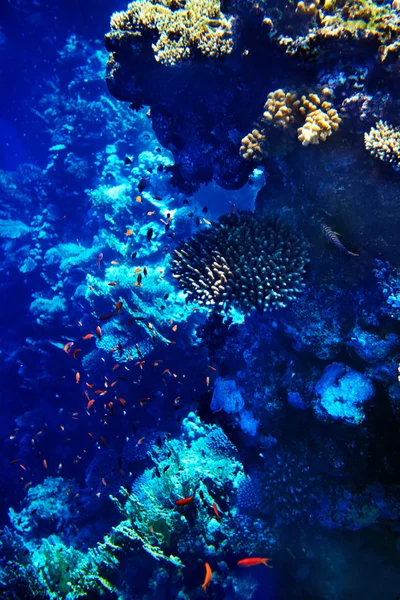 Группа коралловых рыб . — стоковое фото