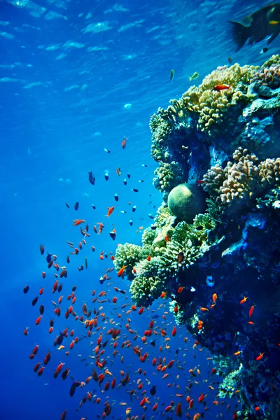 Gruppe von Korallenfischen im blauen Wasser. — Stockfoto