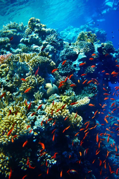 Korallikalojen ryhmä vedessä . — kuvapankkivalokuva