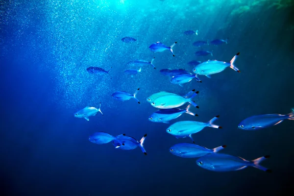 Korálové ryby v modré vodě. — Stock fotografie