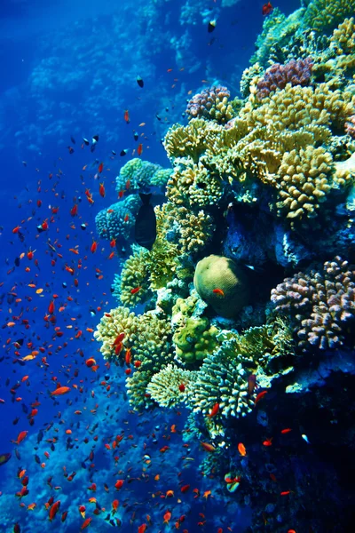 Gruppe von Korallenfischwasser. — Stockfoto