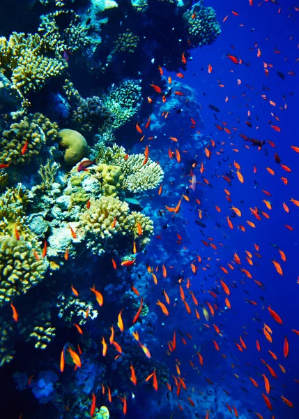 Groep van koraal vissen water. — Stockfoto