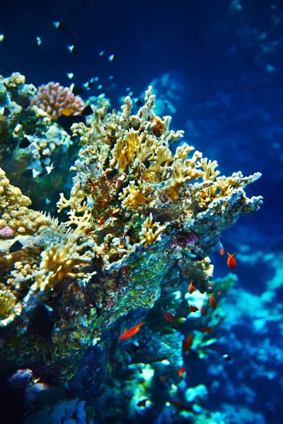サンゴ礁の魚の水のグループ. — ストック写真