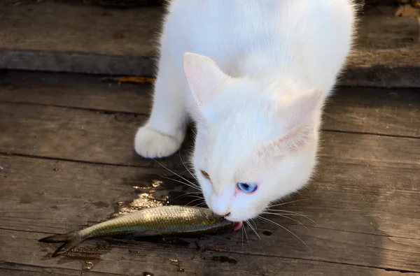 Cat eating a fish — Stock Photo, Image