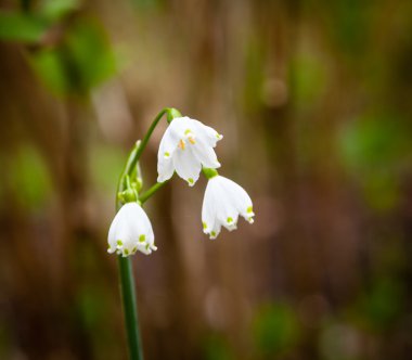 üç parça blooms bahar