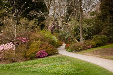 Garden path between shrubbery of azaleas clipart