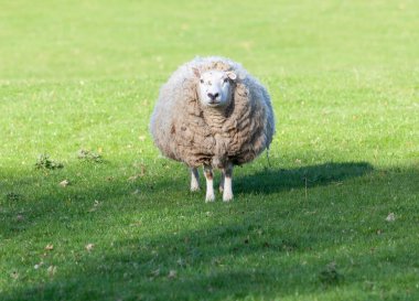 Large round sheep in meadow in Wales clipart