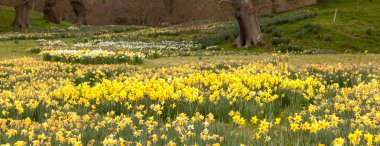 Daffodils surround trees in rural setting clipart