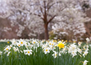 Daffodils surround trees in rural setting clipart