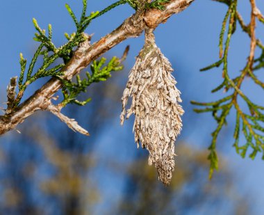 Bagworm on pine fir tree branch clipart