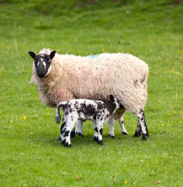 Pair of black welsh lambs in meadow clipart
