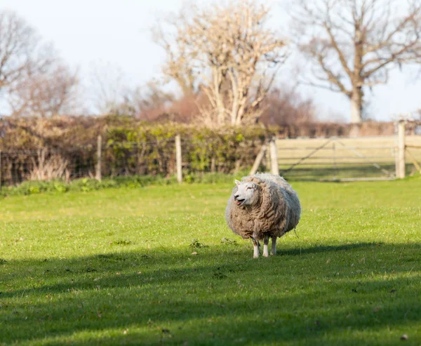 Large round sheep in meadow in Wales — Stock Photo, Image