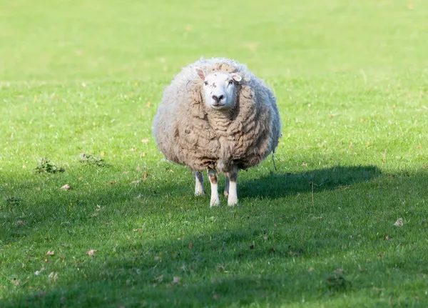 Великі круглі овець у лузі в Уельсі — стокове фото