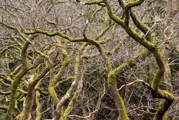 Ramos rosnados de muitas árvores — Fotografia de Stock