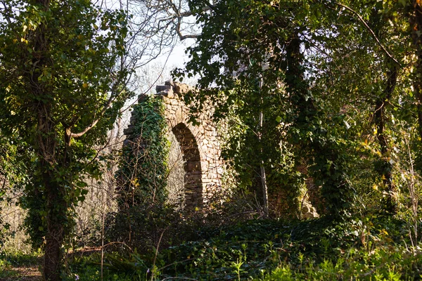 Stare ruiny zamku w lesie — Zdjęcie stockowe