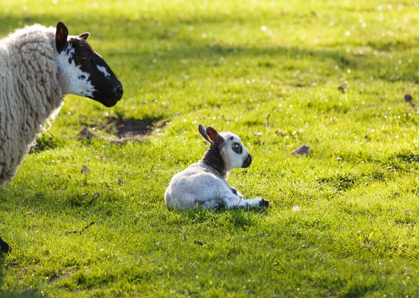 Schwarzes und weißes Lamm auf der Weide — Stockfoto