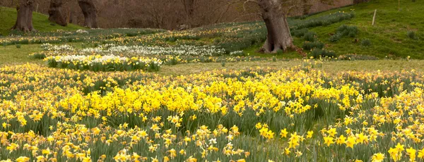 Daffodils cercam árvores em ambiente rural — Fotografia de Stock