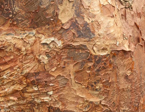 Texture pattern of peeling bark on tree — Stock Photo, Image