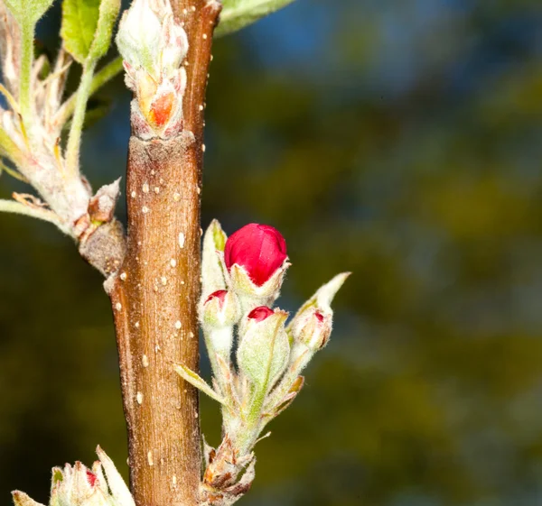 Apple blommor med trädgård i bakgrunden — Stockfoto