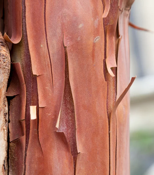 Texture pattern of peeling bark on tree — Stock Photo, Image